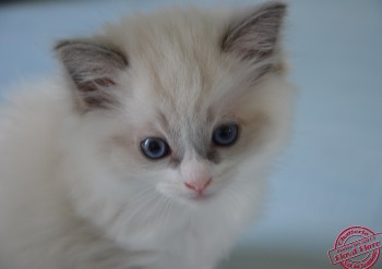 femelle ragdoll blue bicolour - 5 semaines - Chatterie Ragdolls du Val de Beauvoir